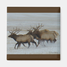 E64 Bull Elk Running
