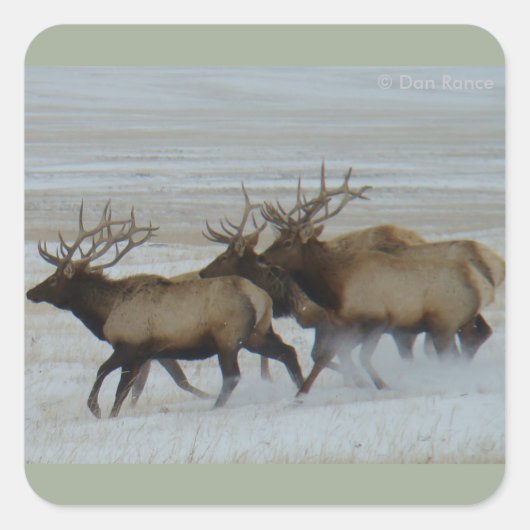 E64 Bull Elk Running Quadratischer Aufkleber (Vorderseite)