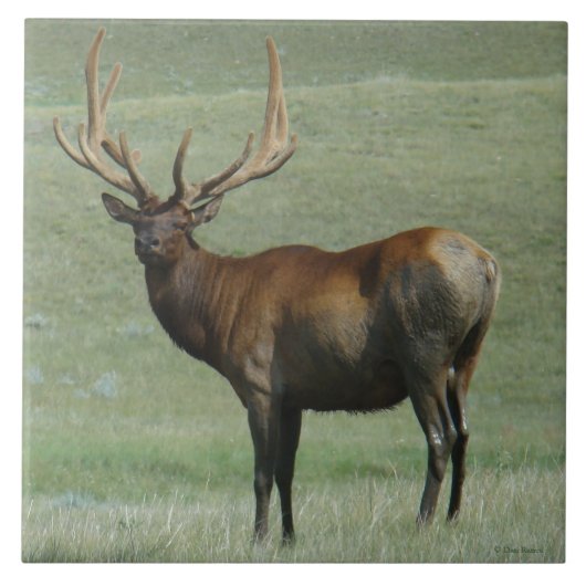 E65 Bull Elk Muddy Bull in Velvet Fliese (Vorderseite)