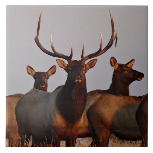 E66 Bull-Elch und Kühe Fliese (Vorderseite)