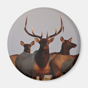 E66 Bull-Elch und Kühe Magnet