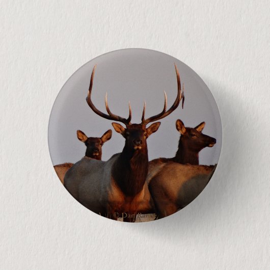 E66 Bull Elk and Cows Button (Vorderseite)