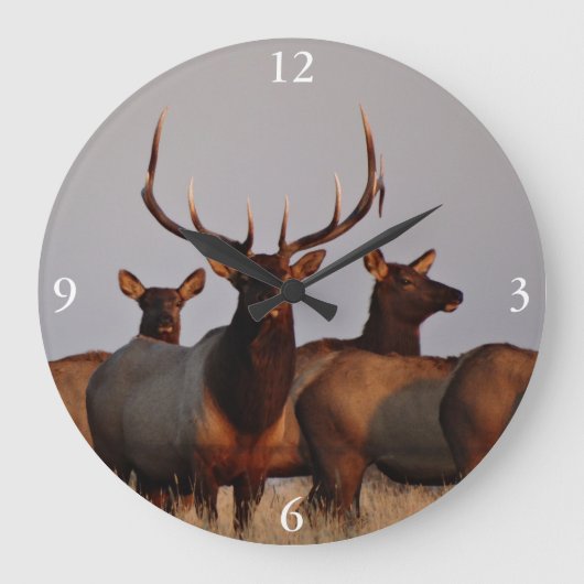 E66 Bull Elk and Cows Große Wanduhr (Vorderseite)