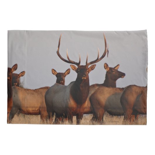 E66 Bull Elk and Cows Kissenbezug (Rückseite)