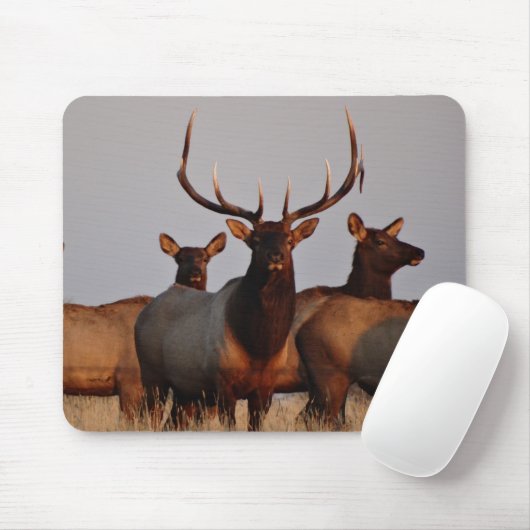 E66 Bull Elk and Cows Mousepad (Mit Mouse)