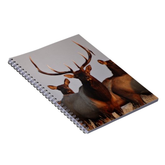 E66 Bull Elk and Cows Notizblock (Rechte Seite)