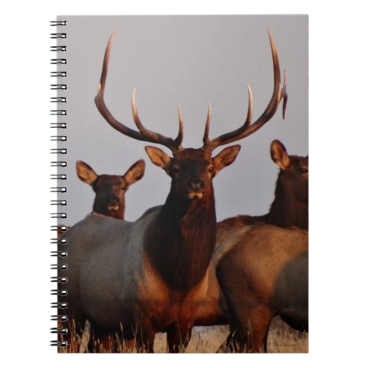 E66 Bull Elk and Cows Notizblock (Vorderseite)