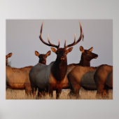 E66 Bull Elk and Cows Poster (Vorne)