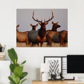 E66 Bull Elk and Cows Poster (Heimbüro)
