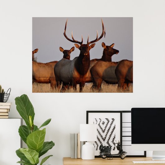 E66 Bull Elk and Cows Poster (Heimbüro)