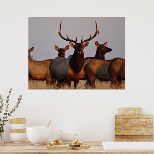E66 Bull Elk and Cows Poster (Küche)