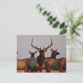 E66 Bull Elk and Cows Postkarte (Stehend Vorderseite)