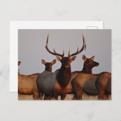 E66 Bull Elk and Cows Postkarte (Vorne/Hinten)