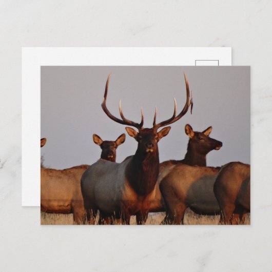 E66 Bull Elk and Cows Postkarte (Vorne/Hinten)