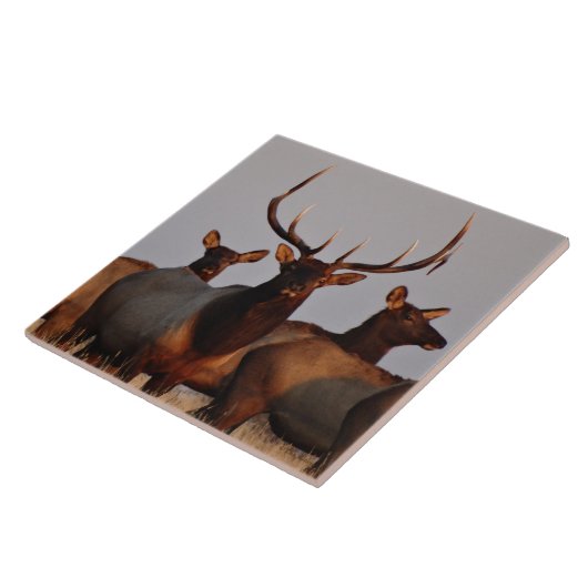 E66 Stier Elche und Kühe Fliese (Seite)