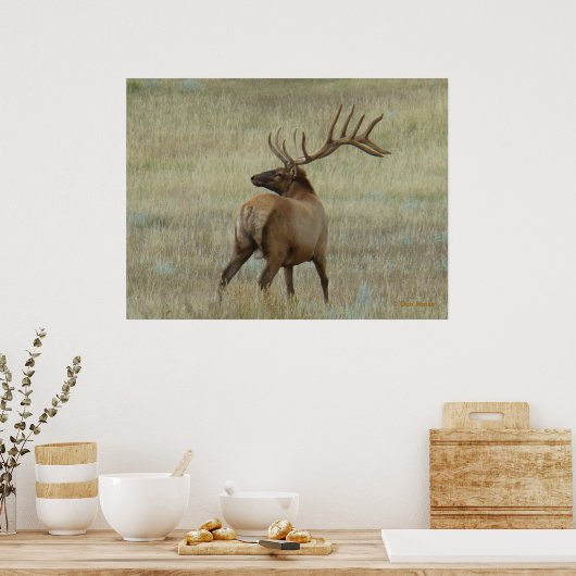 E6 Bullenelch in Velvet Poster (Küche)