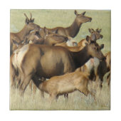 E7 Kuh Fütternd Kalk Elch Fliese (Vorderseite)