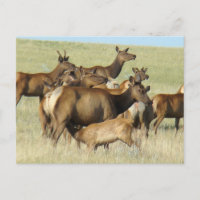 E7 Kuhelicht und Kalb Fütternd