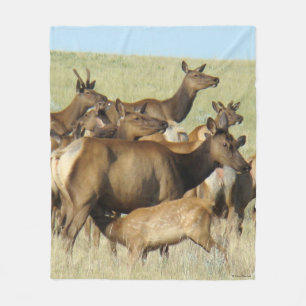 E7 Wiesenkuh füttert Kalb Fleecedecke