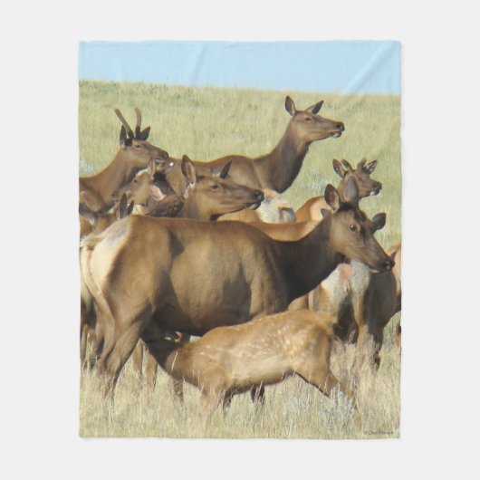 E7 Wiesenkuh füttert Kalb Fleecedecke (Vorderseite)