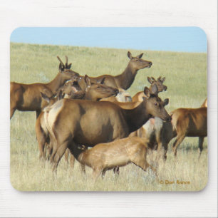 E7 Wiesenkuh füttert Kalb Mousepad