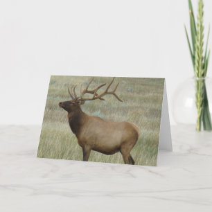 E8 Bull Elk in Samt Karte