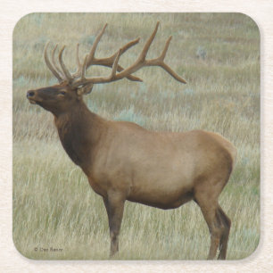 E8 Wapiti-Bulle im Veloursstadium Rechteckiger Pappuntersetzer