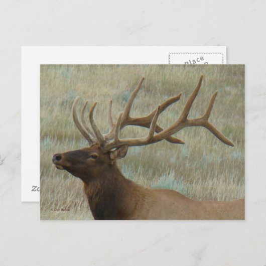 E9 Bullklee in Velvet Kopf Shootprofil Postkarte (Vorne/Hinten)