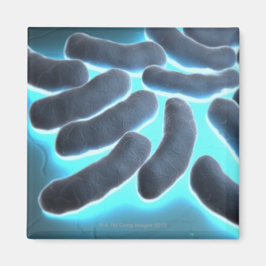 E-coli Cells Magnet (Vorne)