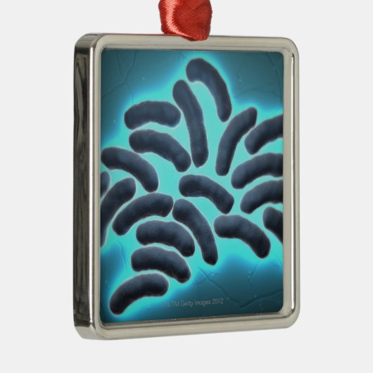 E-Coli-Zellen 2 Silbernes Ornament (Rechts)