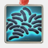 E-Coli-Zellen 2 Silbernes Ornament (Vorne)
