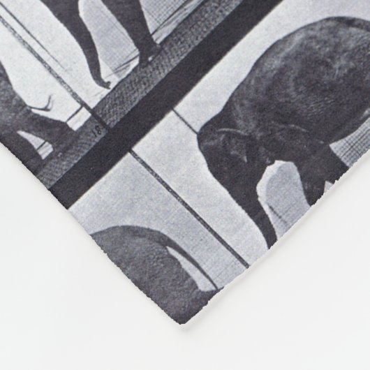 EADWEARD MUYBRIDGE: Elefant-gehende Fleecy Decke (Ecke)