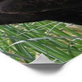 Eagle (Aquila audax) Poster (Ecke)