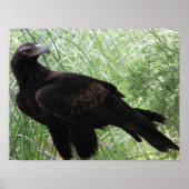 Eagle (Aquila audax) Poster (Vorne)