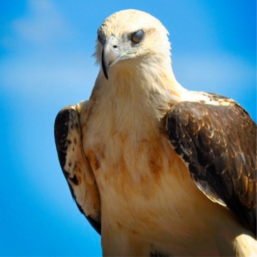 Eagle Design Motivierend Inspiration Poster