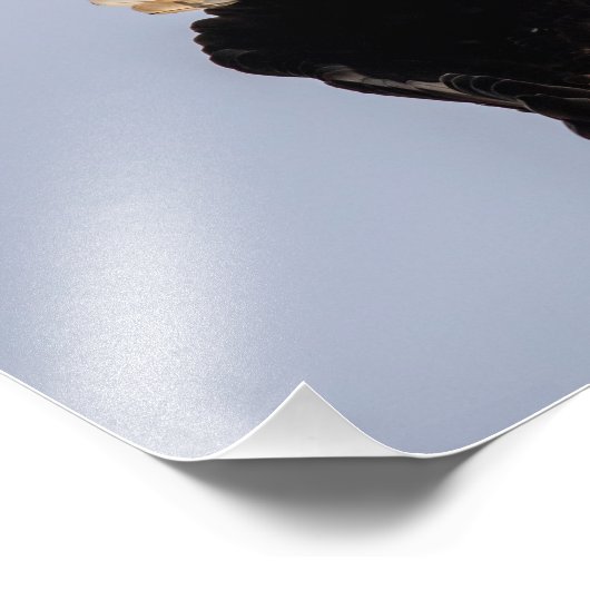 Eagle Drehung Fotodruck (Ecke)