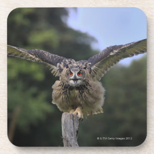 Eagle-Eule (Bubo Bubo) Getränkeuntersetzer