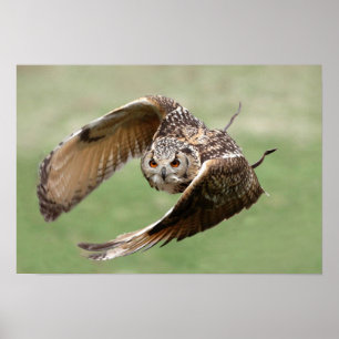 Eagle-Eule im Flug Poster