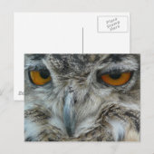 Eagle-Eule Postkarte (Vorne/Hinten)