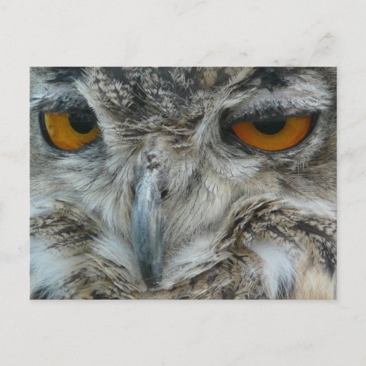Eagle-Eule Postkarte (Vorderseite)