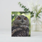 Eagle-Eule Postkarte (Stehend Vorderseite)