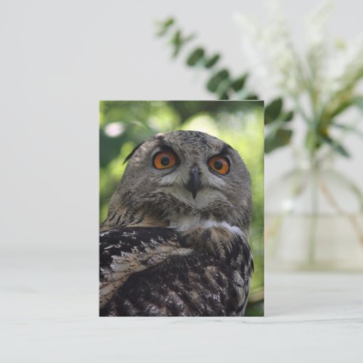 Eagle-Eule Postkarte (Stehend Vorderseite)