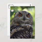 Eagle-Eule Postkarte (Vorne/Hinten)