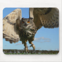 Eagle-Eule Swooping