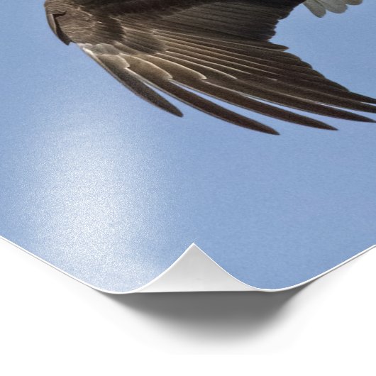 Eagle Eye Fotodruck (Ecke)