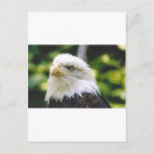 Eagle Eye Postkarte (Vorderseite)