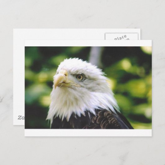 Eagle Eye Postkarte (Vorne/Hinten)