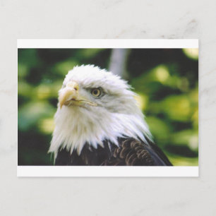 Eagle Eye Postkarte