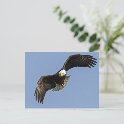 Eagle Eye Postkarte (Stehend Vorderseite)