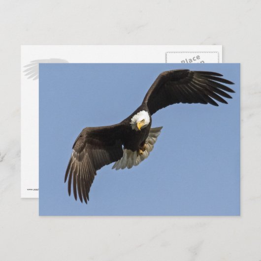 Eagle Eye Postkarte (Vorne/Hinten)